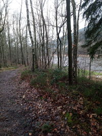 Bare trees in forest