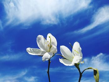 Close-up of white flowering plant against blue sky