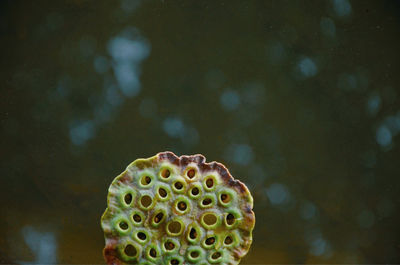 Close-up of flowering plant