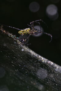 Close-up of spider on web