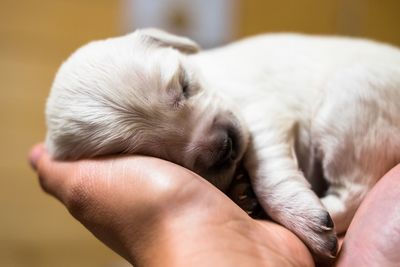 Close-up of puppy sleeping