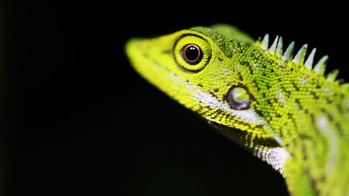 Close-up of green lizard