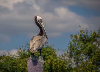 Close-up of heron perching on wooden post