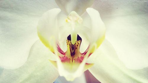 Close-up of white flowers