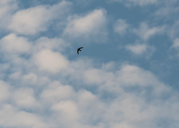 Low angle view of bird flying against sky