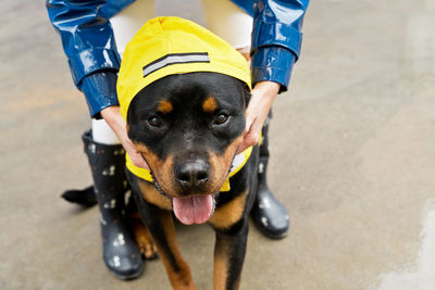 Close-up of dog with owner