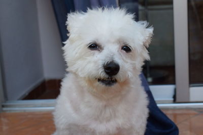 Close-up portrait of white dog at home