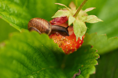 Close-up of insect on plant