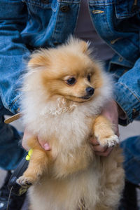 The pomeranian dog