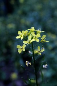 Close-up of yellow flowers blooming outdoors