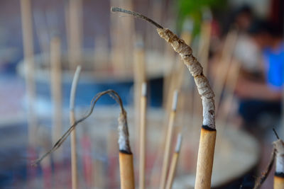 Close-up of incense sticks burning at temple