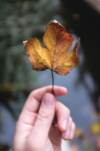 Close-up of autumn leaf