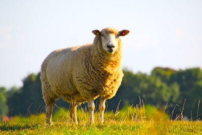 Portrait of an sheepl on field