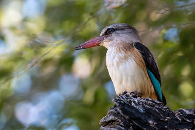 Close-up of bird perching on tree