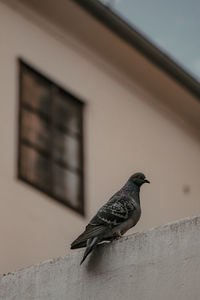 Low angle view of bird perching on wall