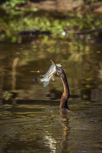 Bird in a lake