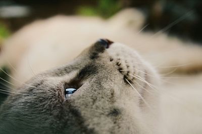 Close-up of cat
