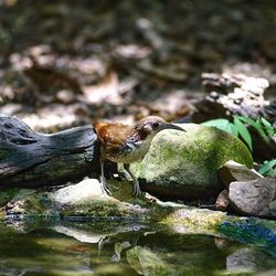 Close-up of bird perching on water