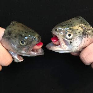 Close-up of hand holding fish against black background