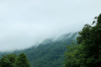 High angle view of trees in forest against sky during foggy weather