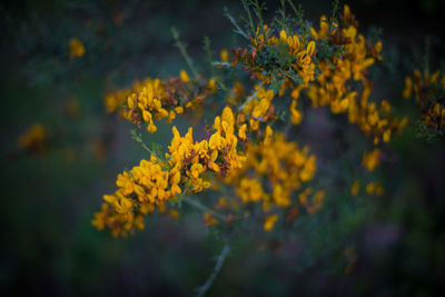 Close-up of yellow flowering plant