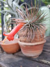 Close-up of potted plant on table