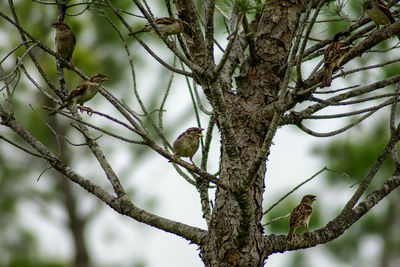 Low angle view of lizard on tree