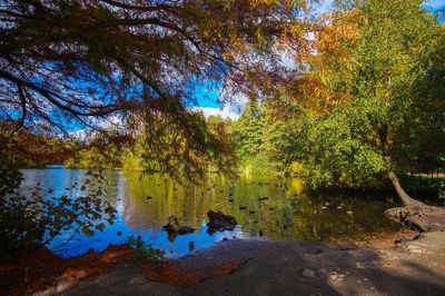 Trees by lake in forest against sky