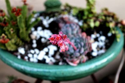 Close-up of flowers against blurred background