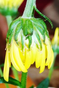 Close-up of yellow flower