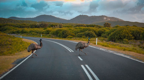 Emus crossing a road in wilsons promontory national park - australia