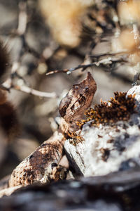 Close-up of lizard on rock