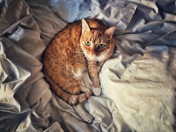 High angle view of cat resting on bed