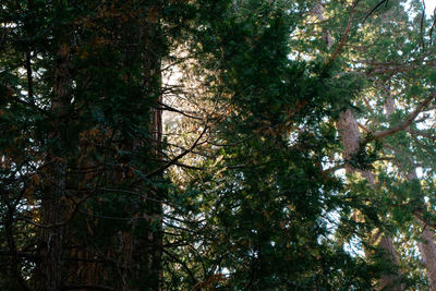 Low angle view of trees in forest