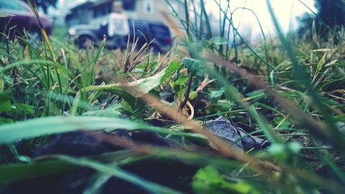 Close-up of grass