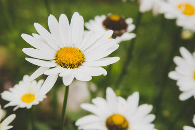 Close-up of daisy flowers