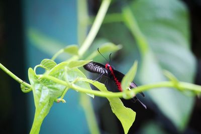 Close-up of butterfly on leaf