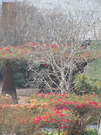 Flowers growing in park