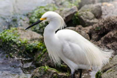 White bird perching on rock