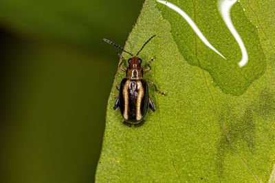 Close-up of insect