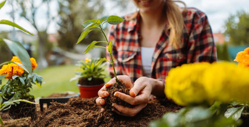 Woman holding small growing plant. without face. hands holding three. gardening concept. cover photo