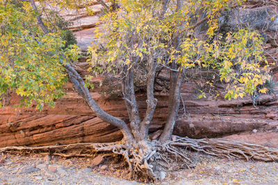 Tree in forest