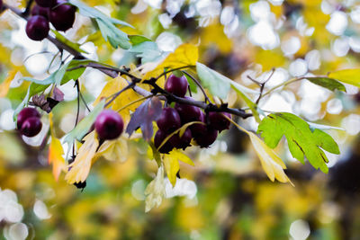 Close-up of berries growing on tree