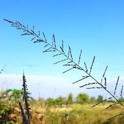 Low angle view of plant against clear blue sky