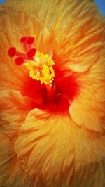 Close-up of orange flower