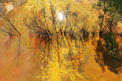 Low angle view of tree