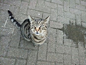 High angle portrait of cat