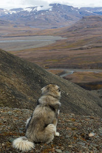 Giant polar dog looking at beautiful arctic landscape in svalbard, norway