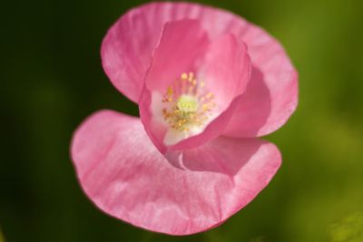 Close-up of pink flower