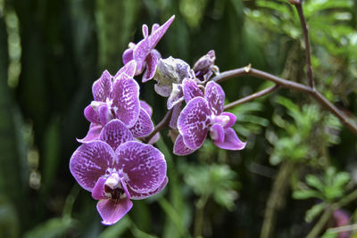 Close-up of purple flowering plant